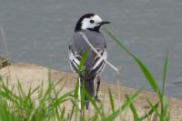 Motacilla alba alba