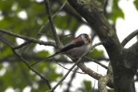 Aegithalos caudatus