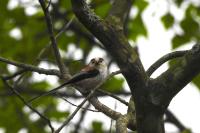 Aegithalos caudatus