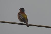 Fringilla coelebs