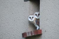 Tyto alba