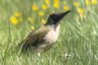 Picus viridis