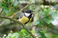 Parus major