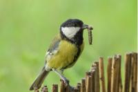 Parus major
