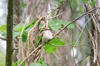 Muscicapa striata