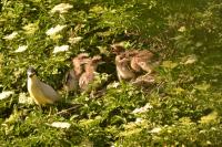 Nycticorax nycticorax
