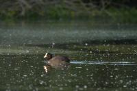 Fulica atra