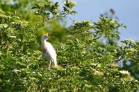 Bubulcus ibis
