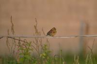 Emberiza cirlus