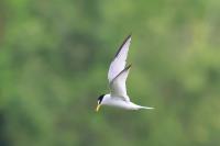 Sternula albifrons