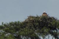 Pandion haliaetus