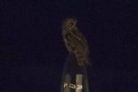 Asio otus