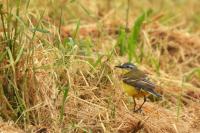 Motacilla flava