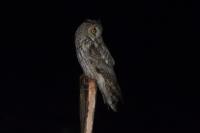 Asio otus