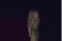 Asio otus