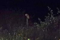 Tyto alba