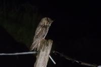 Asio otus
