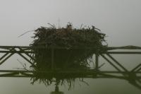 Pandion haliaetus