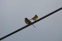 Motacilla flava