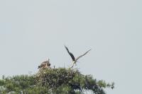 Pandion haliaetus