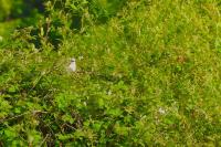 Lanius collurio