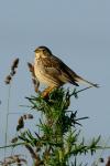 Emberiza calandra