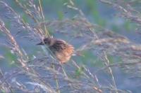 Cisticola juncidis