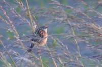 Cisticola juncidis