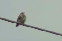 Anthus pratensis