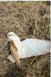 Tyto alba