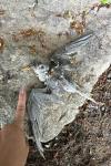 Sternula albifrons