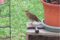 Turdus philomelos