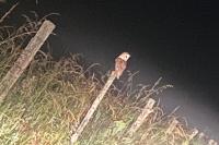 Tyto alba