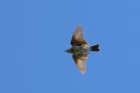 Anthus trivialis