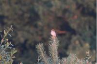 Lanius collurio