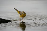 Motacilla cinerea