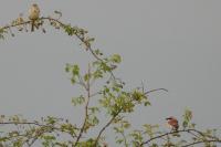 Lanius collurio