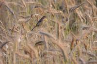 Motacilla flava