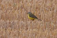 Motacilla flava