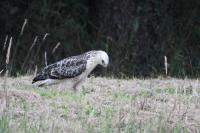 Buteo buteo
