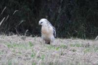 Buteo buteo