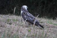 Buteo buteo
