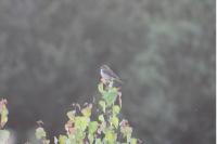 Lanius collurio
