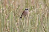 Lanius collurio