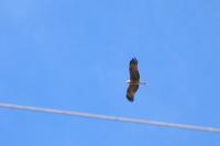 Milvus migrans