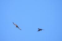 Milvus migrans