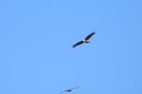 Milvus migrans