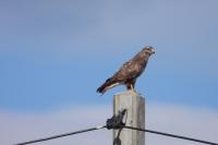 Buteo buteo