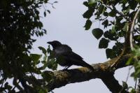 Corvus corone