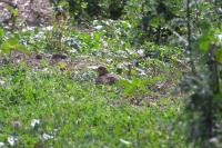 Perdix perdix